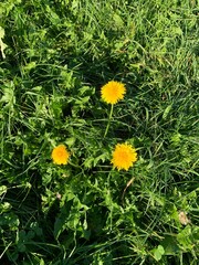 yellow dandelions in green grass