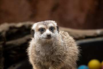 Suricate