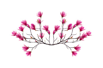 Magnolia © Ann
