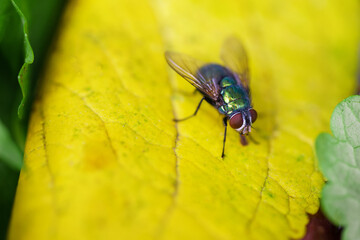House fly, Fly, House fly on leaf..