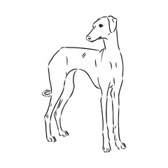Azawakh,Azawakh dog vector sketch illustration