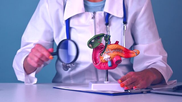 Female doctor showing a model of pancreas using magnifying glass. Early diagnosis and treatment.
