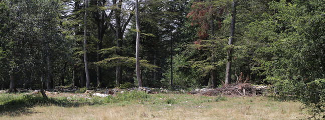 Forest Trees In Summer