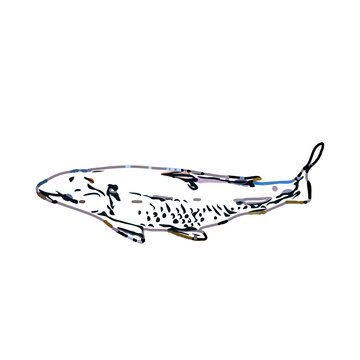 Color Sketch Of Koi Fish With Transparent Background