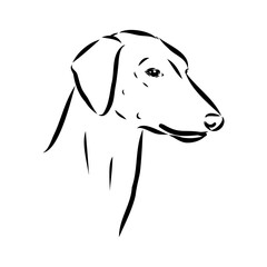 Azawakh,Azawakh dog vector sketch illustration