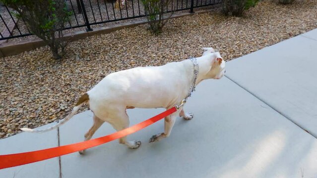 Dog sniffs around in the rocks slow motion