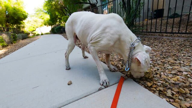 Slow motion dog sniffs around in the rocks