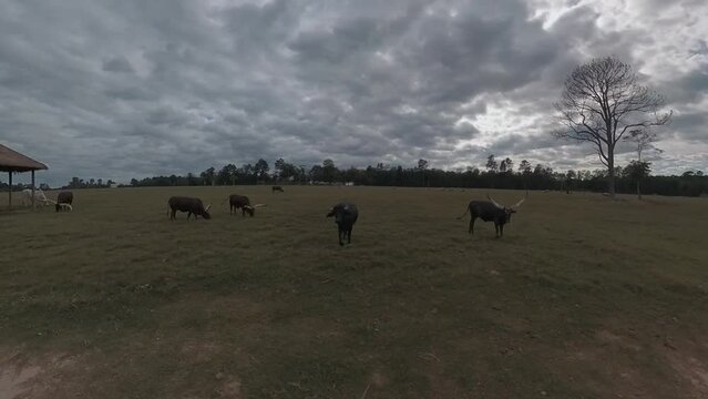 Ankole-Watusi cows and a water buffalo on a ranch