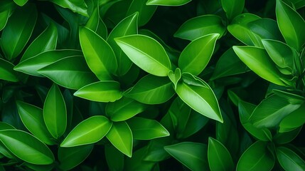 Fresh green leaves in a summer garden. A beautiful natural background for spring and ecology themes. - obrazy, fototapety, plakaty