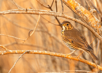 Song Thrush (Turdus philomelos)