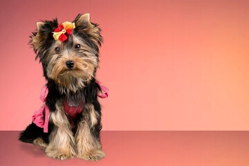 Portraite of cute happy puppy dog pet