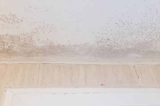 Wall and ceiling of a house with damp, fungi and mold. Concept of condensation, damage, house, leak, humidity, bathroom, repair, sanitation, respiratory virus and fix.