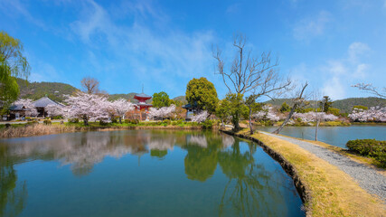 Fototapeta na wymiar Kyoto, Japan - March 29 2023: Daikakuji Temple with Beautiful full bloom cherry blossom garden in spring time