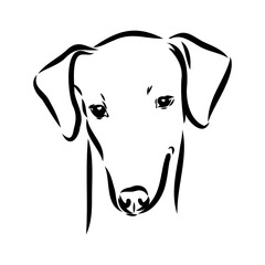 Azawakh,Azawakh dog vector sketch illustration