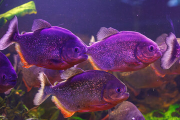underwater photography of fish Pygocentrus nattereri