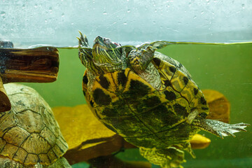 underwater photography of fish Trachemys scripta elegans