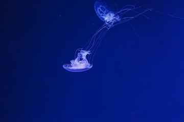 underwater shooting of beautiful Amakusa Jellyfish small (Sanderia Malayensis)
