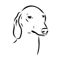 Azawakh,Azawakh dog vector sketch illustration