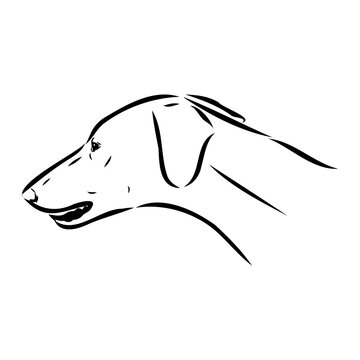 Azawakh,Azawakh dog vector sketch illustration