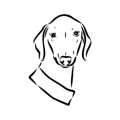 Azawakh,Azawakh dog vector sketch illustration