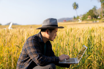 A young Asian man stands in a field of beautiful golden ripe wheat at sunset. Using smartphones and laptops, digital tablets quality survey technology