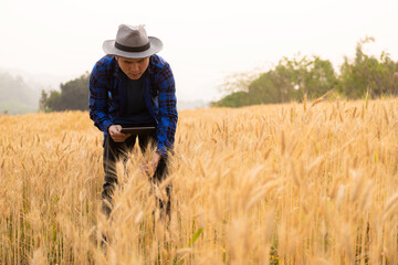 A young Asian man stands in a field of beautiful golden ripe wheat at sunset. Using smartphones and laptops, digital tablets quality survey technology