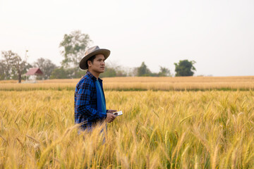 Naklejka na ściany i meble A young Asian man stands in a field of beautiful golden ripe wheat at sunset. Using smartphones and laptops, digital tablets quality survey technology