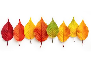 Horizontal Autumn Banner Featuring Realistic Colored Leaves