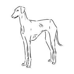 Azawakh,Azawakh dog vector sketch illustration