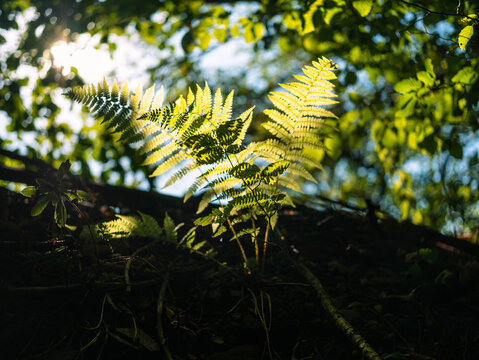 Green fern growing in dark summer jungles with colorful sunbeams breaking through leaves. Textured emerald color plant botany. Dramatic view of polypodiales in sunlight growing in woods in wild nature