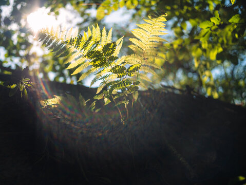Green fern growing in dark summer jungles with colorful sunbeams breaking through leaves. Textured emerald color plant botany. Dramatic view of polypodiales in sunlight growing in woods in wild nature