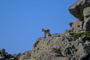 Cabras montesas en la Sierra de Guadarrama