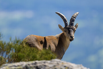 Cabras montesas en la Sierra de Guadarrama