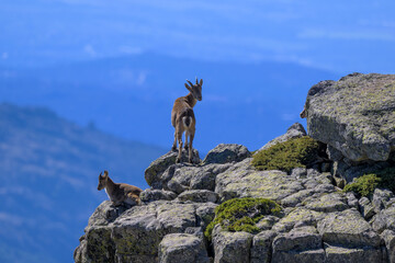 Cabras montesas en la Sierra de Guadarrama