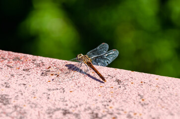 Dragonfly basks in sun. Dragonfly resting on railing against blurred natural background