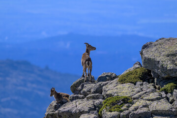 Cabras montesas en la Sierra de Guadarrama