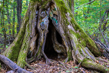 roots in the forest