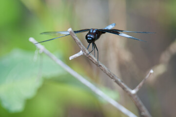 Widow Skimmer stalking prey from a tree branch