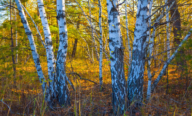 red autumn birch tree forest landscape