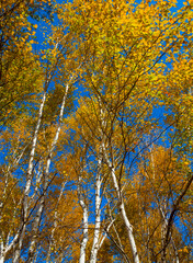 Fototapeta premium red autumn birch tree forest landscape