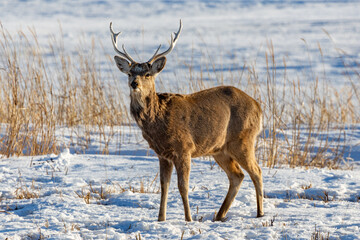 Fototapeta premium エゾシカ