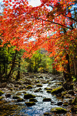 Autumn trees. Tourism and travel in autumn. Holidays in the mountains.