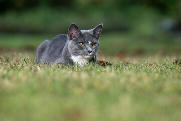 Naklejka na ściany i meble Gray cat ready to pounce in grass