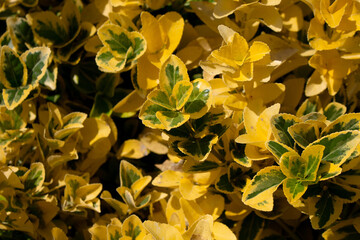 Obraz premium Close up view of Japanese Spindle plant (Euonymus japonicus - Celastraceae) background. Beautiful plant wallpaper.