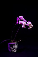 Fleur orchidée dans un pot en studio fond noir