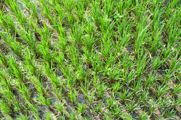 Lush green paddy in rice field. Spring and Summer Background. Lush green paddy in rice field with...