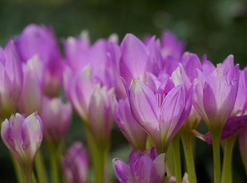 Blooming purple crocuses in the garden, close up