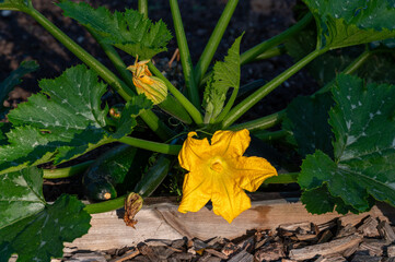 Zucchini plant with golden yellow flowers and green leaves