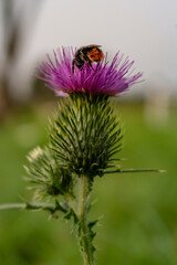 Milk thistle close up with insect, silybum marianum, cardus