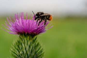 Milk thistle close up with insect, silybum marianum, cardus